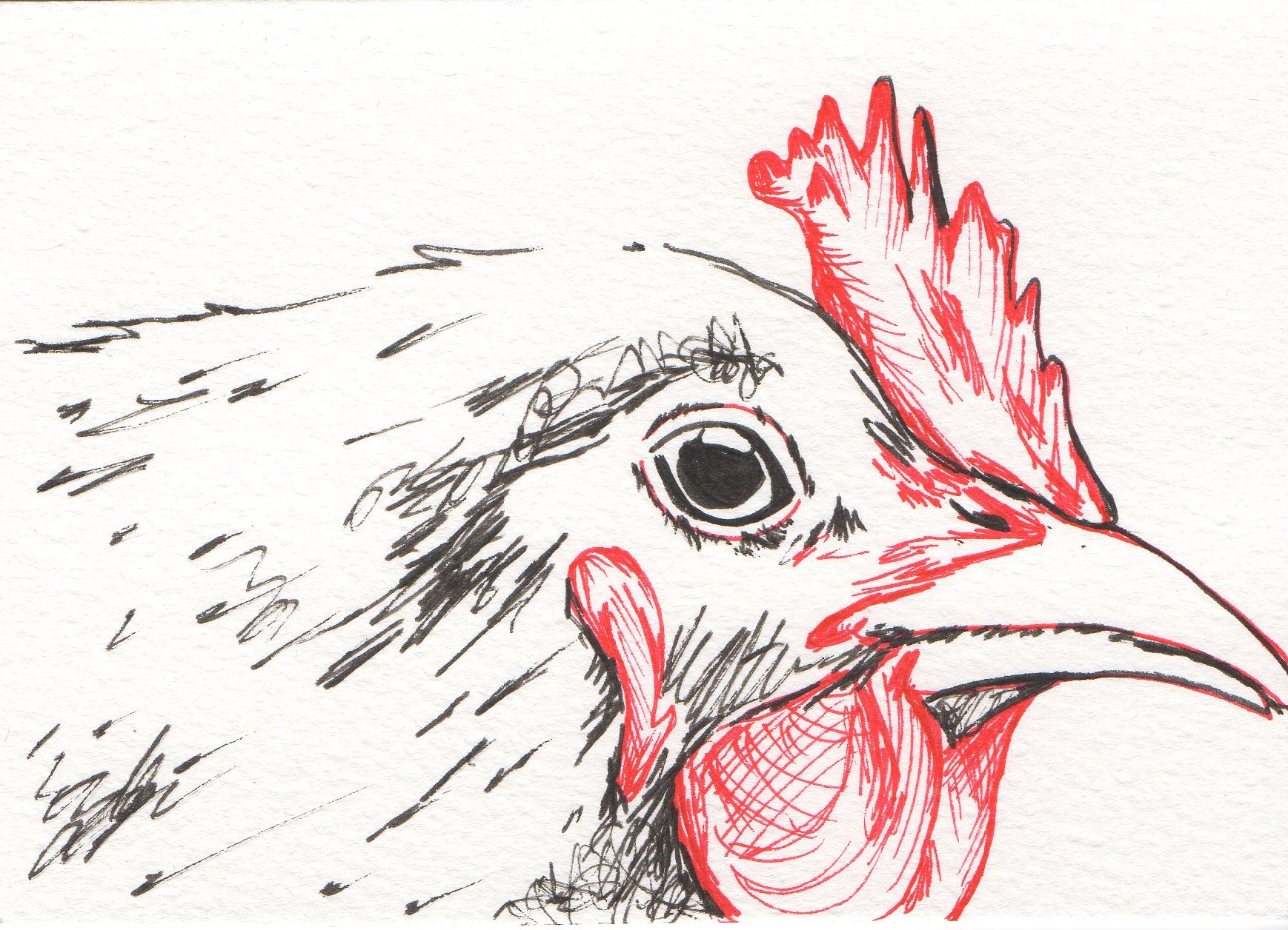 How To Sketch A Chicken Step by Step Drawing Guide by Dawn  DragoArt